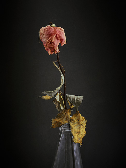 Still-Life Pictures: Rose, Bottle - Execrable Shape