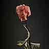 click to open gallery - Rose, Bottle