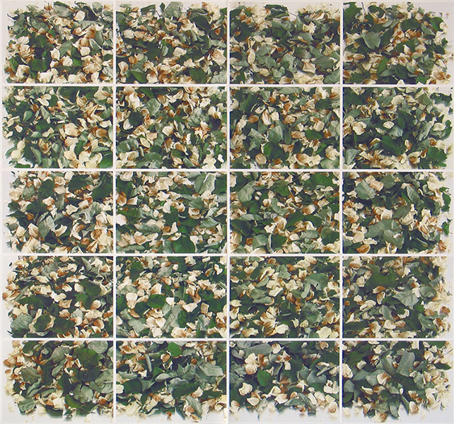 Still-Life Pictures: Petals and Leaves - Rose