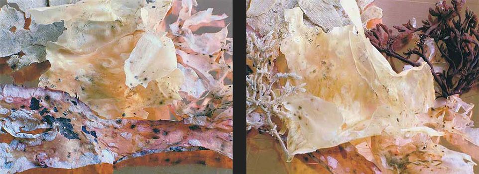 Still-Life Pictures: Seaweed Double