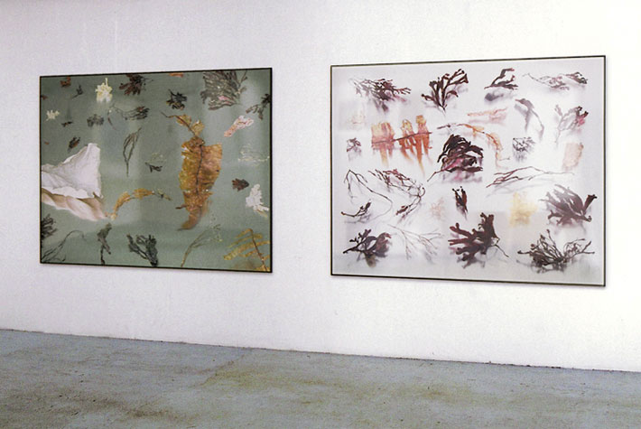 Still-Life Pictures: Seaweed Double, next to each other on studio wall