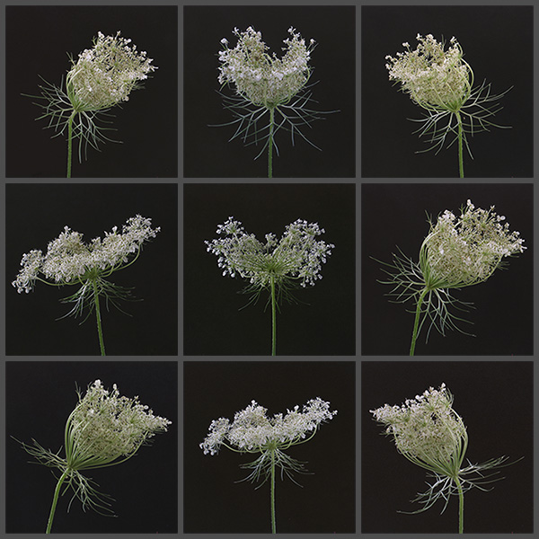Still-Life Pictures: Wild Carrots
