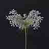 click to open gallery - Wild Carrot Ninefold
