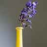 click to open gallery - Wisteria and Bottle