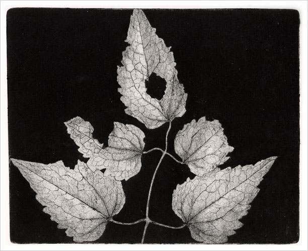 engraving of 5 leaves, etching, mezzotint, aquatint