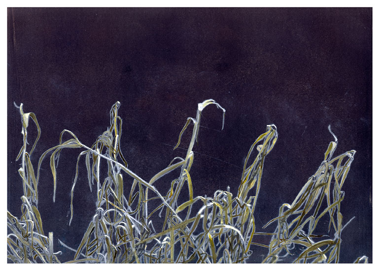 engraving of dried grasses, drypoint and watercolor