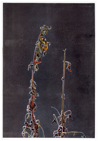 engraving of dried stems, drypoint, iris print, watercolor