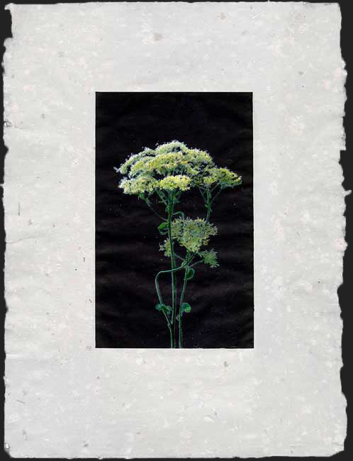 engraving of millefolium, drypoint, watercolor, handmade paper