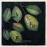 click to open gallery: to Prunus Leaves (5)
