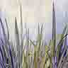click to open gallery: to Waterflag (1)