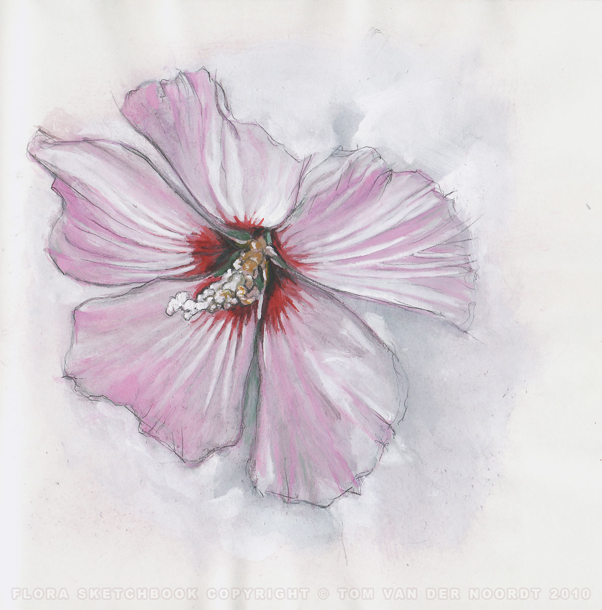 hibiscus-15b-flora-sketchbook-pagedetail