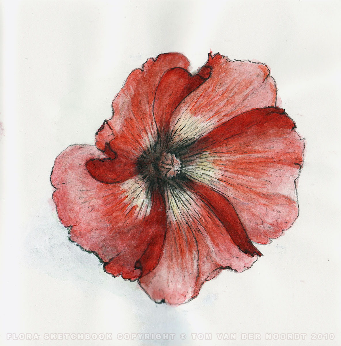hollyhock-07b-flora-sketchbook-pagedetail