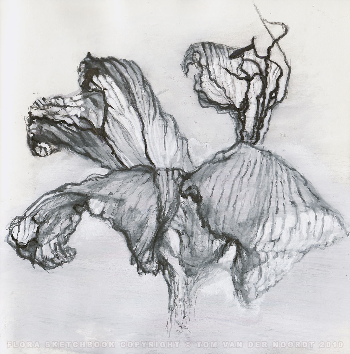 lilies-dried-13b-flora-sketchbook-pagedetail